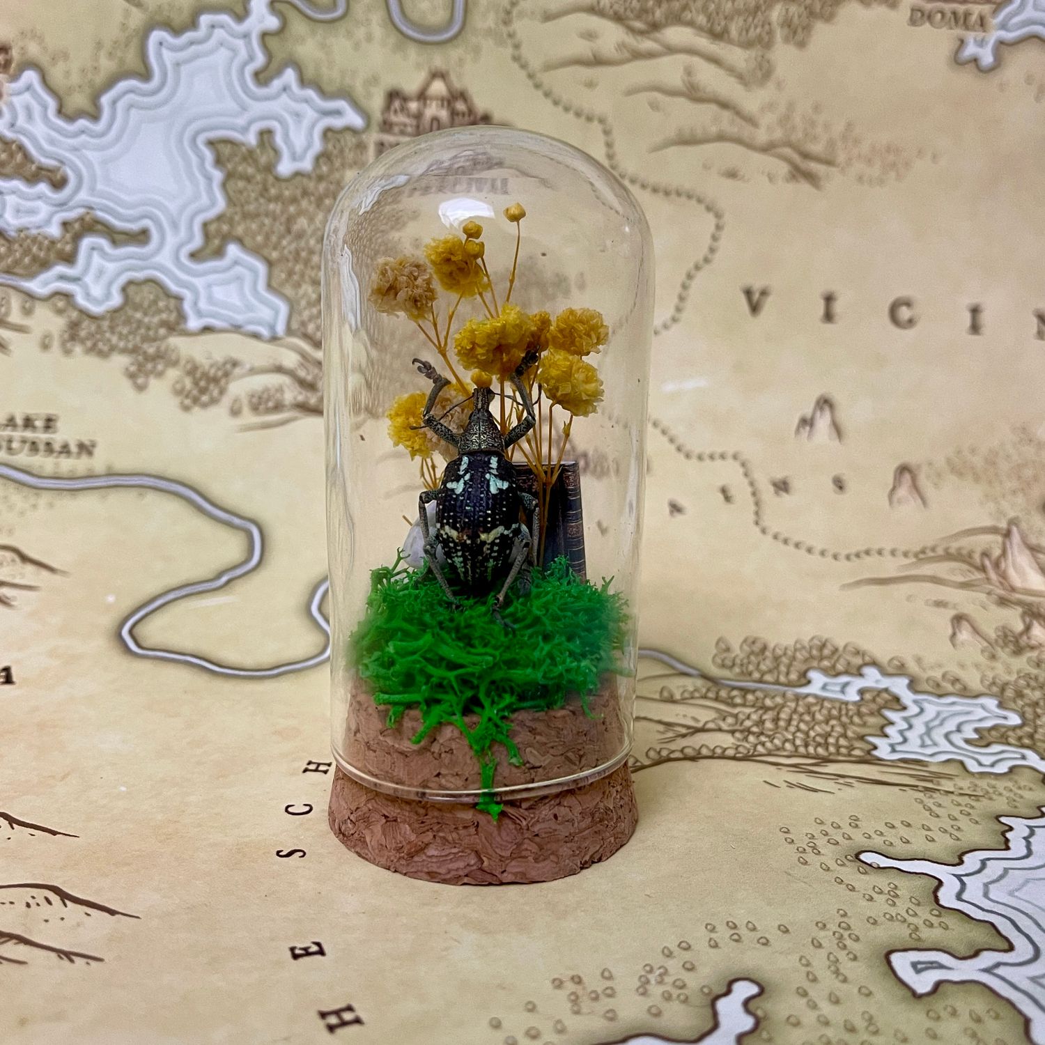 Weevil in 2.5-inch Cloche