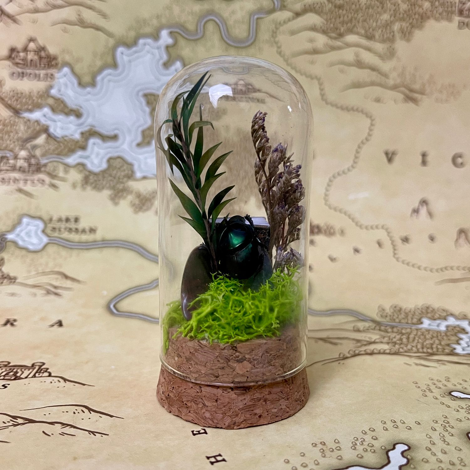 Small Green Dung Beetle in 2.5-inch Cloche