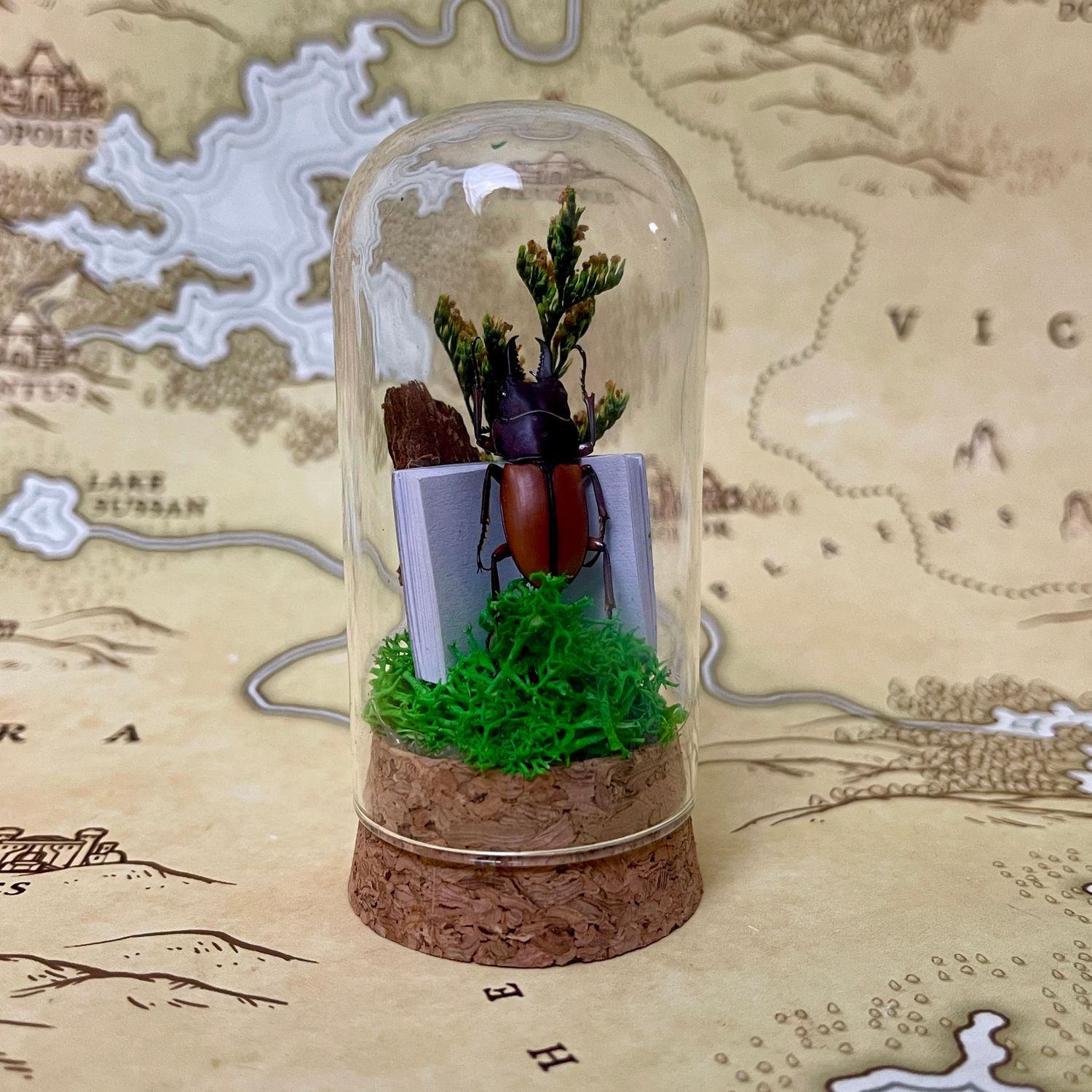 Small Brown Stag Beetle in 2.5-inch Cloche