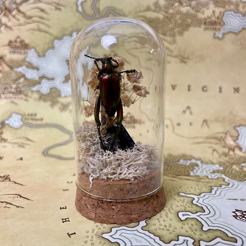 Orange Frog Beetle in 3-inch Cloche