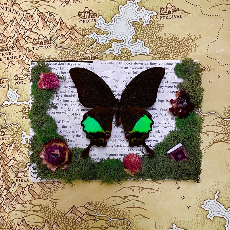 Rainbow Swallowtail Butterfly in 5 x 7 Inch Black Frame