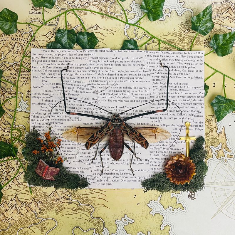 Harlequin Longhorn Beetle in 8 x 10 Inch Brown Wood Frame