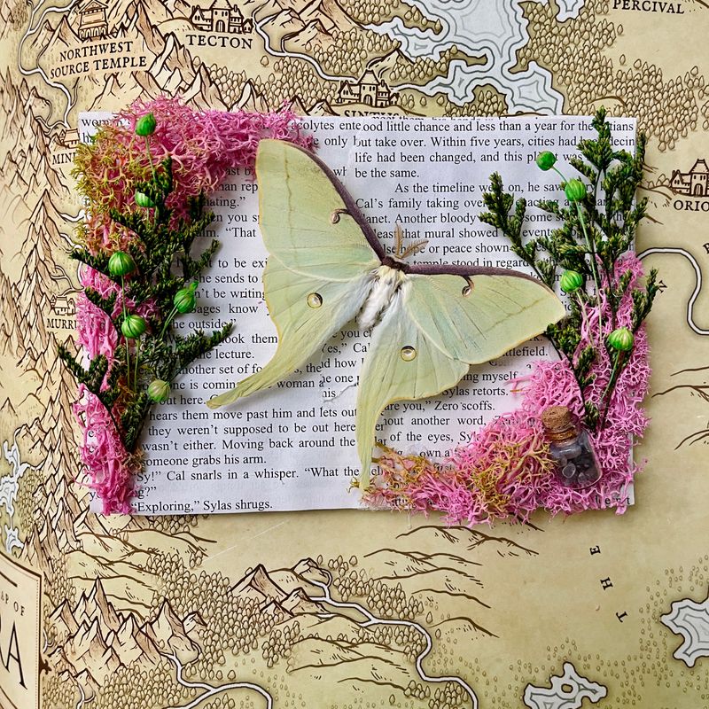 Luna Moth in 5 x 7 Inch Wood Frame