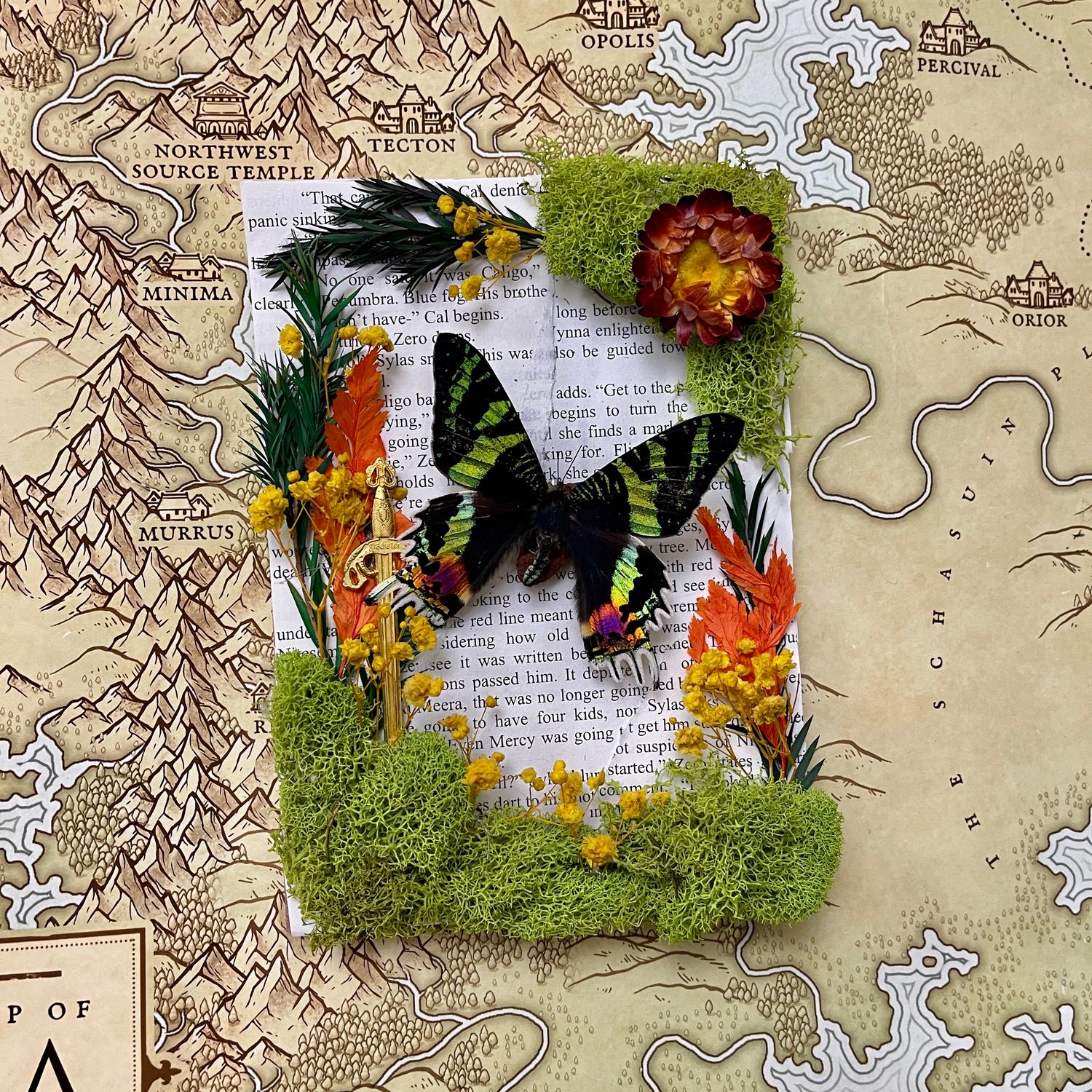Madagascar Sunset Moth in 5 x 7 Inch Black Frame