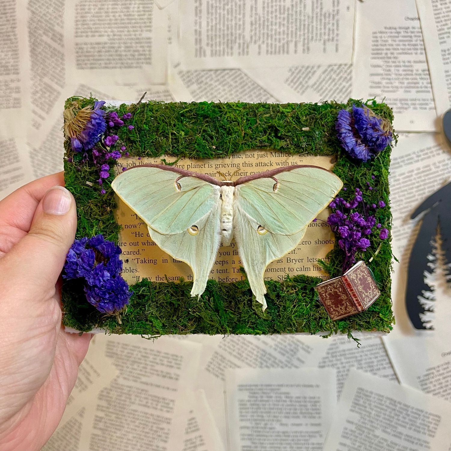 Luna Moth (Damaged Wings) in 5 x 7 Inch Brown Wooden Frame