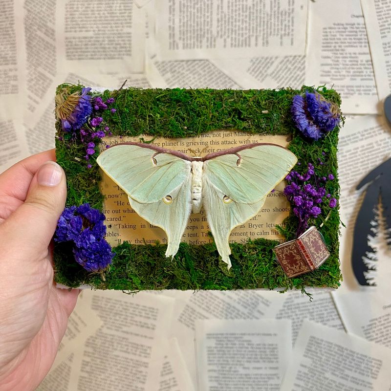Luna Moth (Damaged Wings) in 5 x 7 Inch Brown Wooden Frame