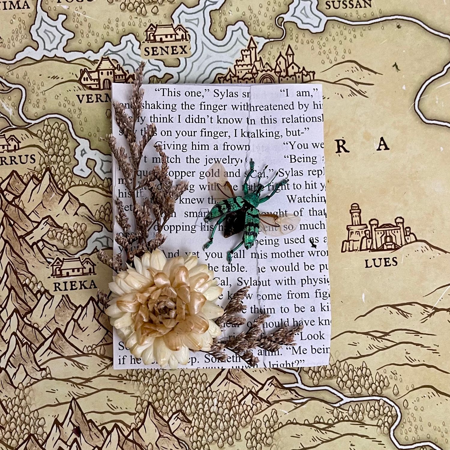 Teal Weevil in 3 X 4 Inch Black Frame