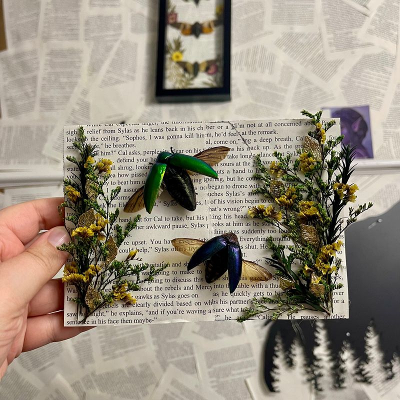 Jewel Beetle Duo in 5 x 7 Inch Black Frame