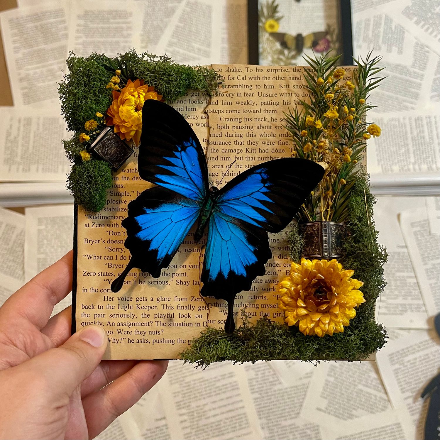 Blue Papilio Ulysses Butterfly in 8 x 8 Inch Black Frame