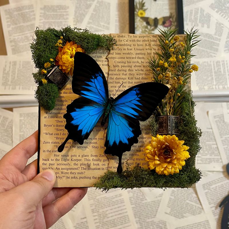 Blue Papilio Ulysses Butterfly in 8 x 8 Inch Black Frame
