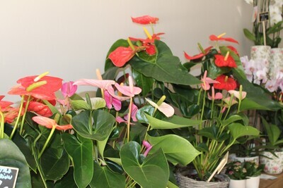 Plantas