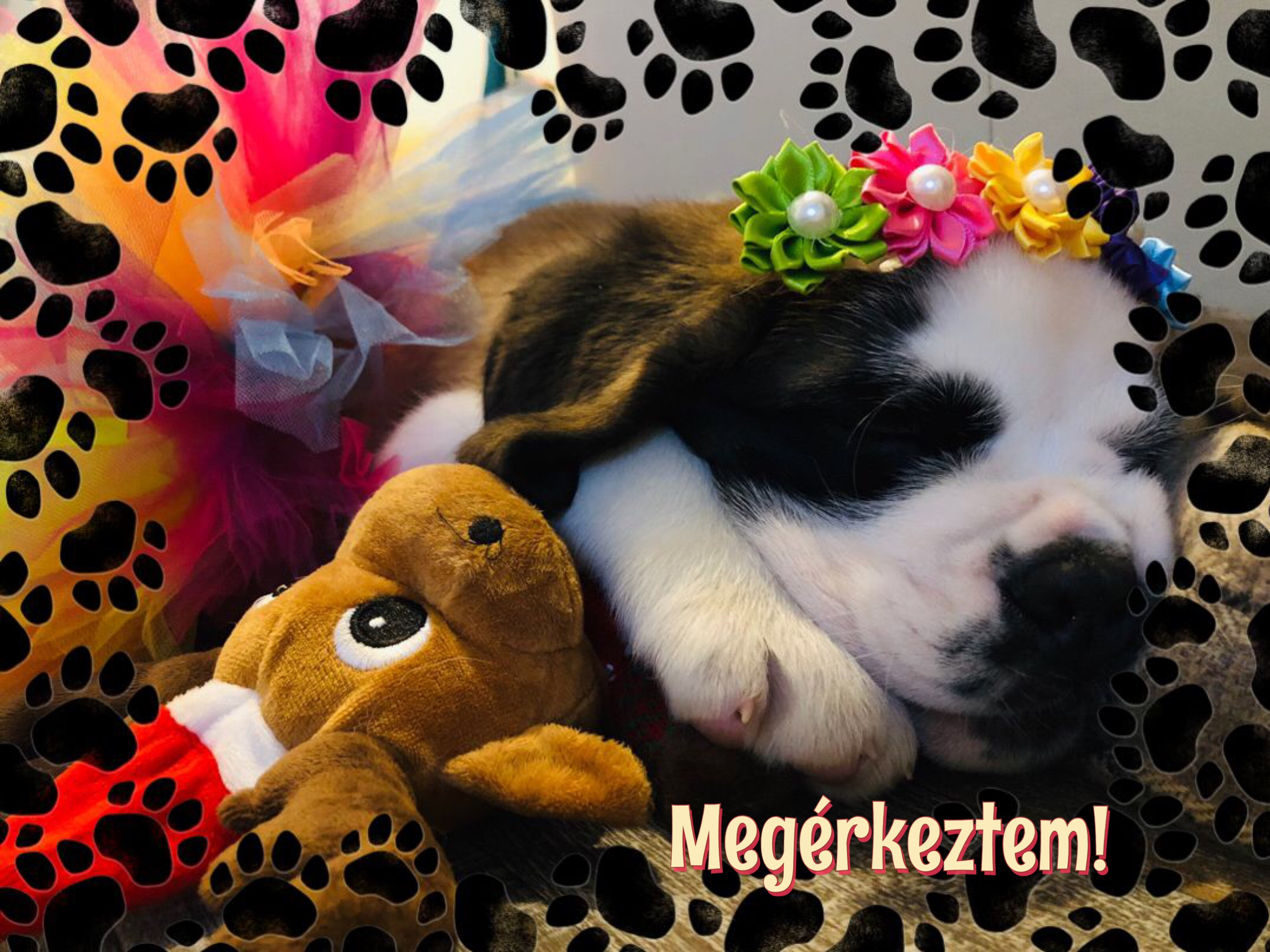 Megérkeztem!