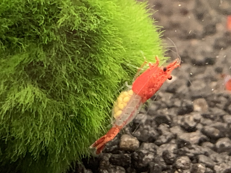 Red Rili