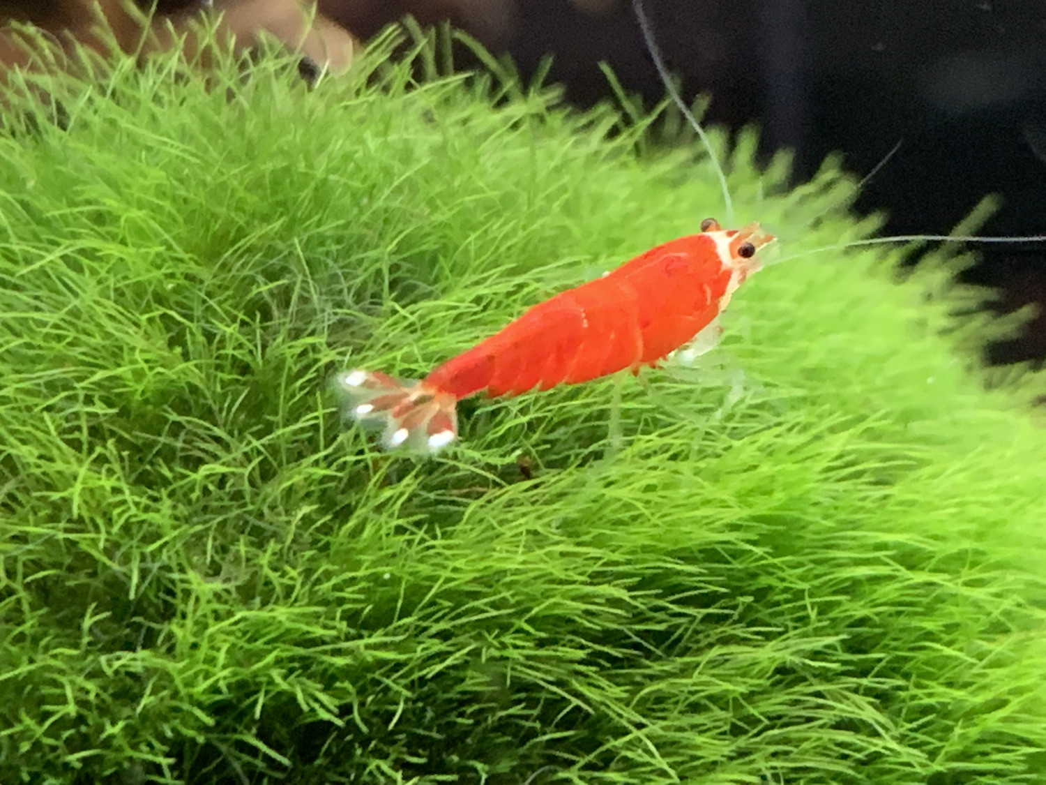 Super Crystal Red - Extreme