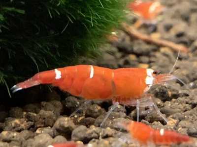 Super Crystal Red - Multi Stripes