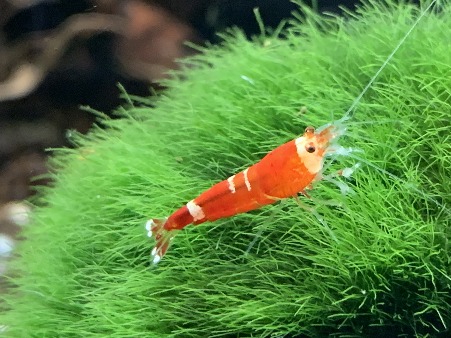 Super Crystal Red - Multi Stripes