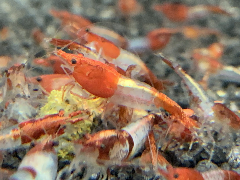 Red Rili