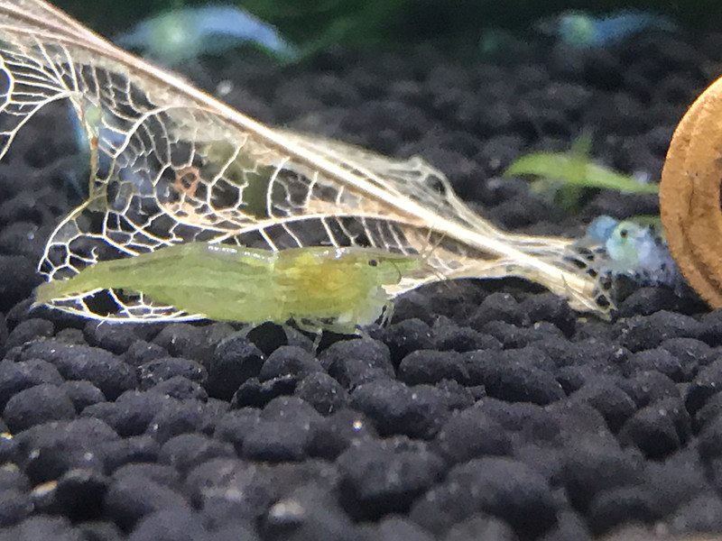 Green Babaulti
