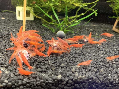 Red Cherry