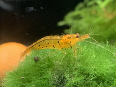 Tangerine Tiger