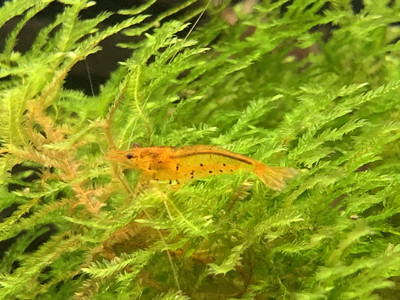 Tangerine Tiger