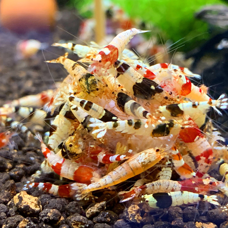 Räkor MIX - Caridina
