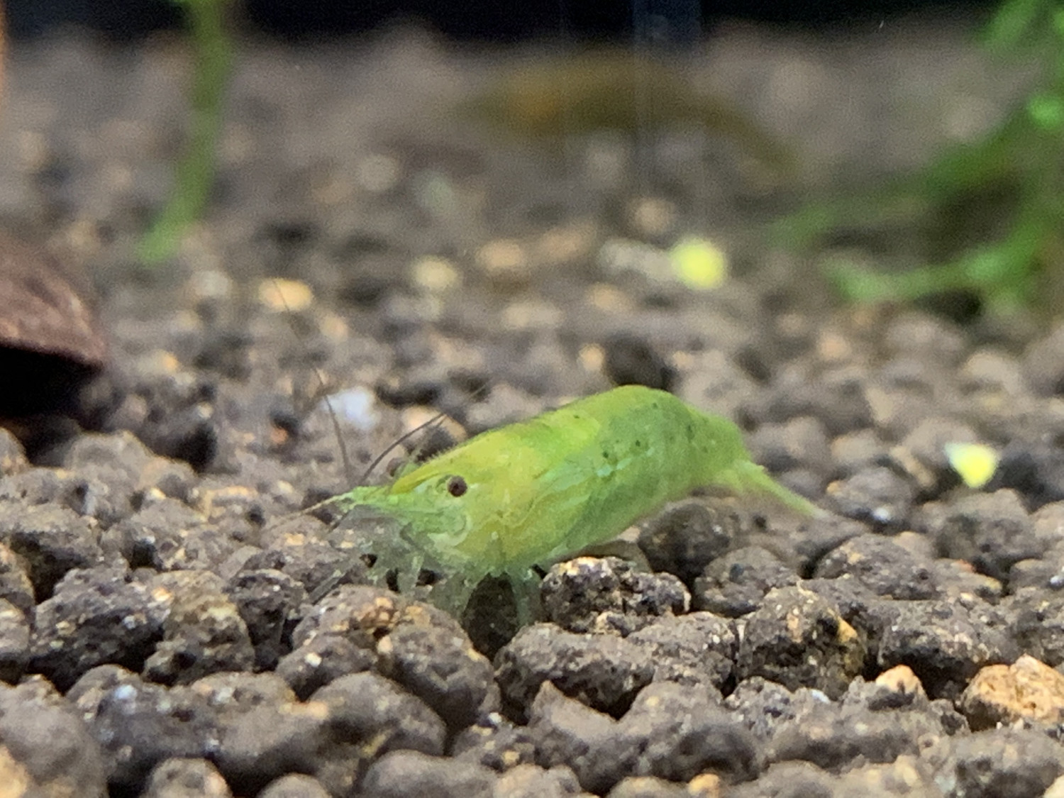 Green Babaulti