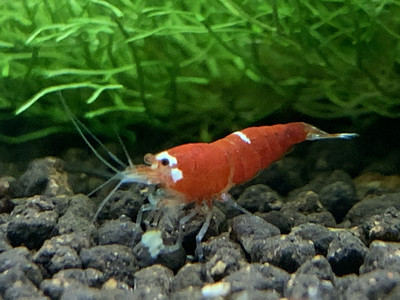 Super Crystal Red - One Stripe