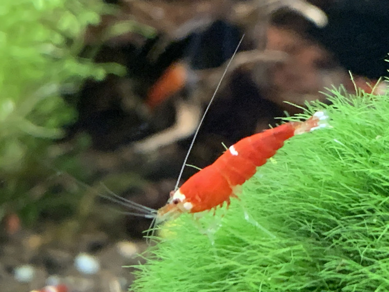 Super Crystal Red - One Stripe