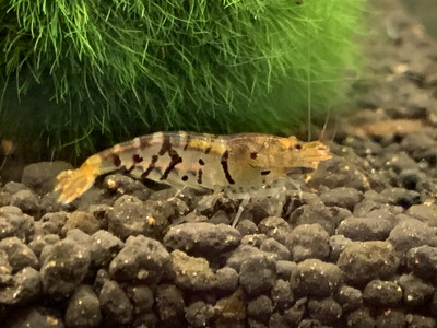 Wild Type Tiger