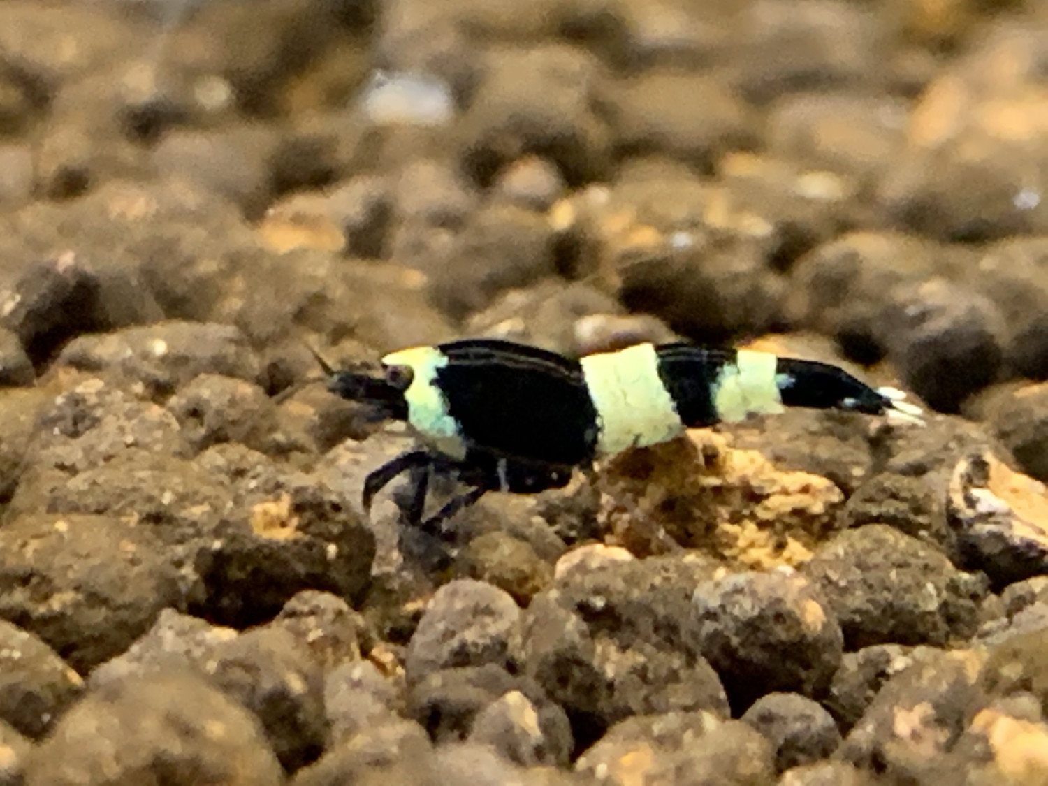 Black Panda
