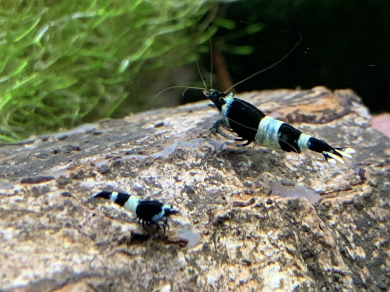 Black Panda