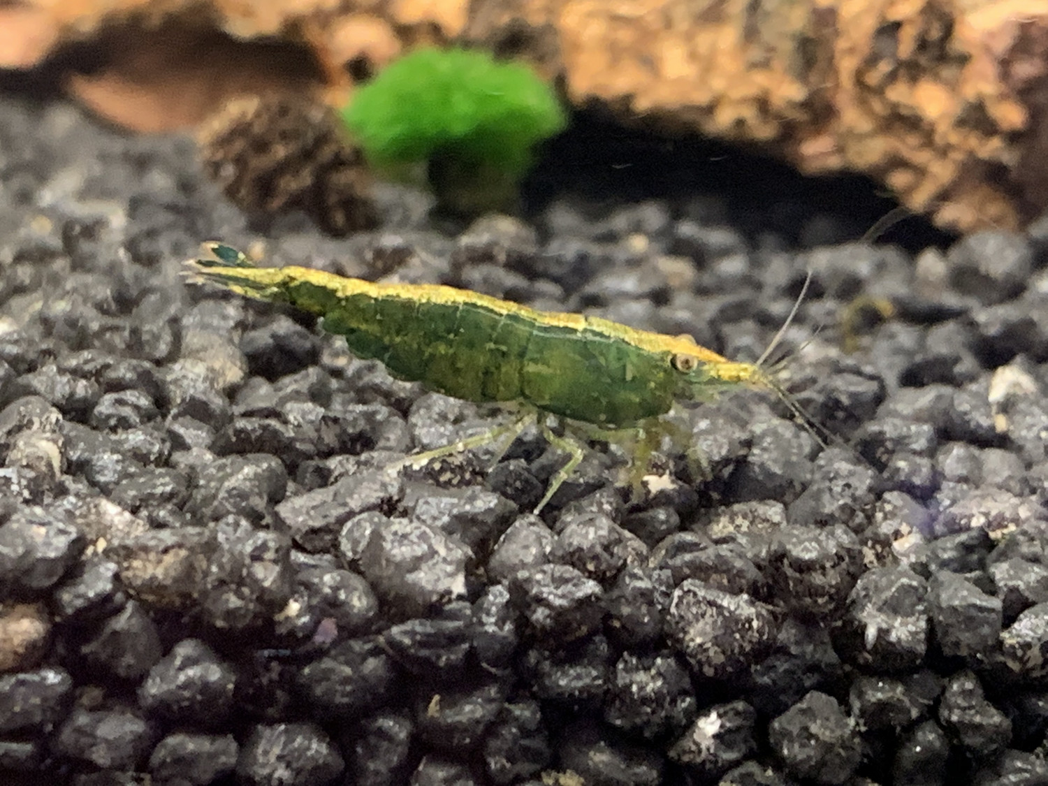 Green Jade - Golden