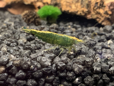 Green Jade - Golden