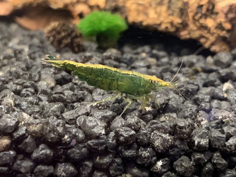 Green Jade - Golden