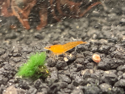 Orange Sunkist