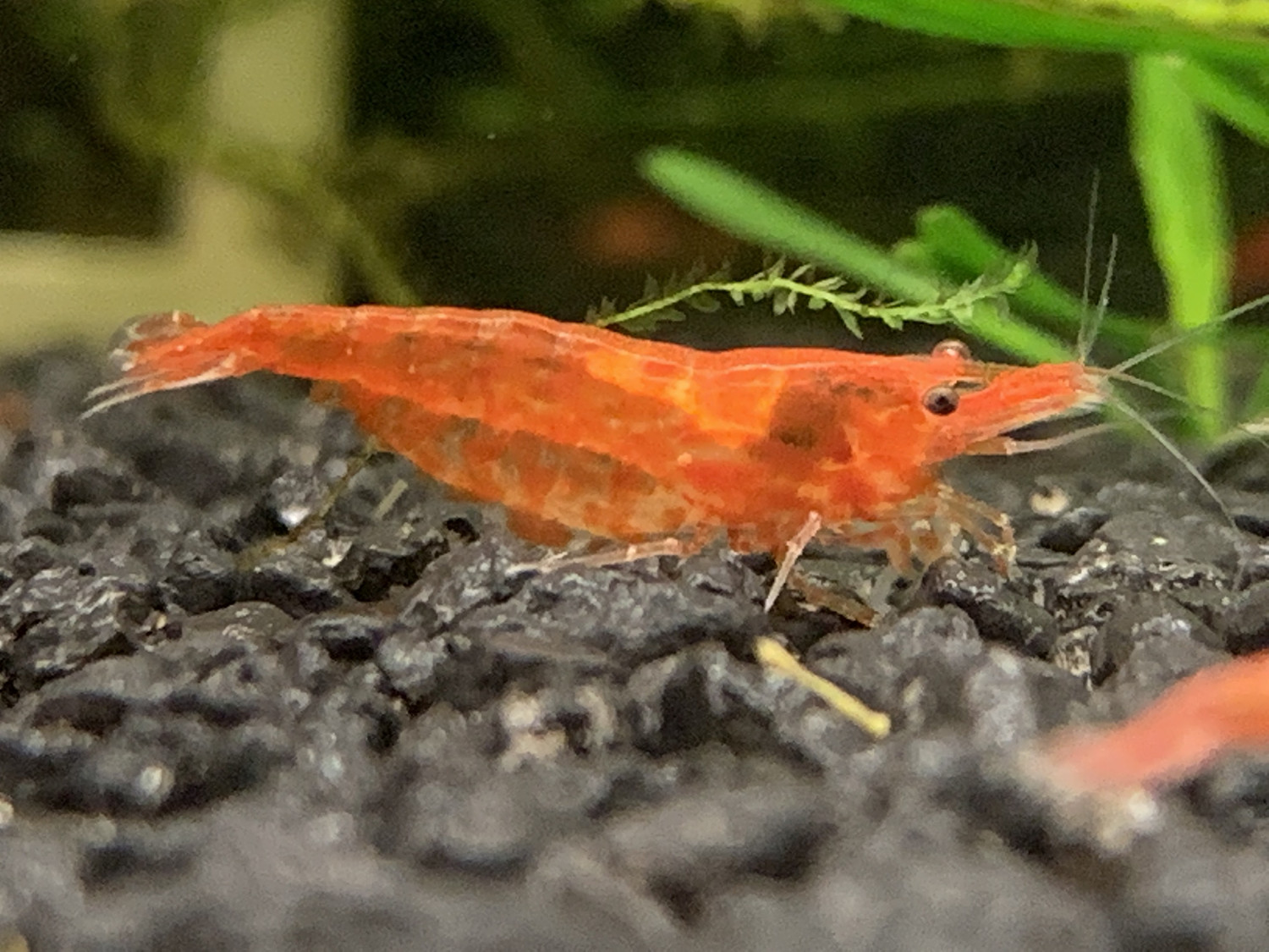 Red Cherry