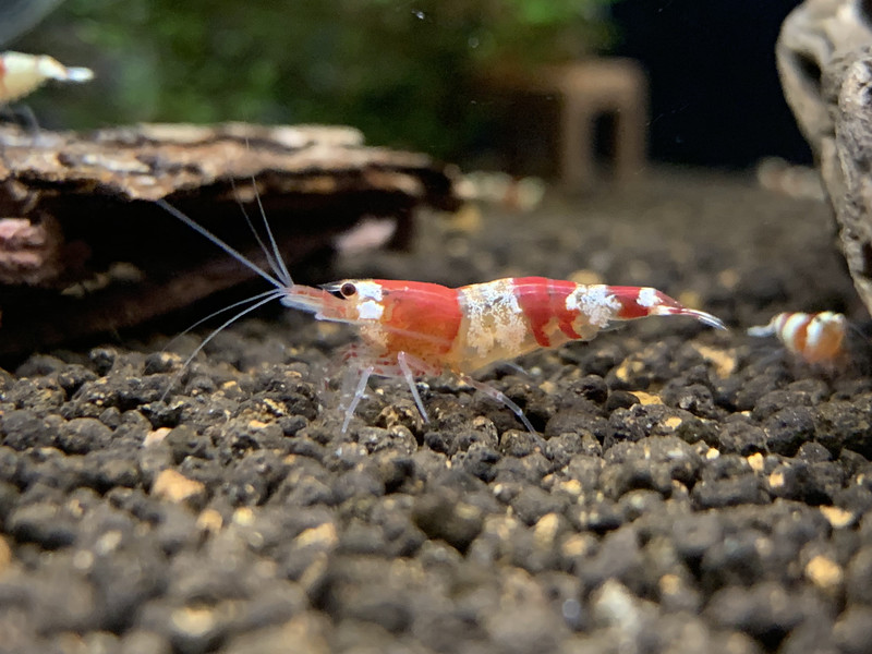 Crystal Red - Low