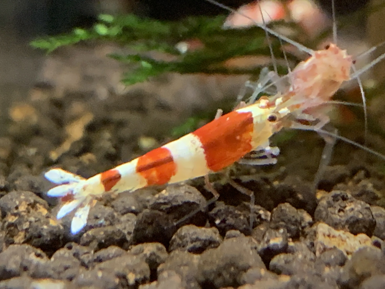 Crystal Red - High