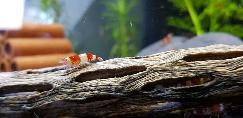 Crystal Red - Low