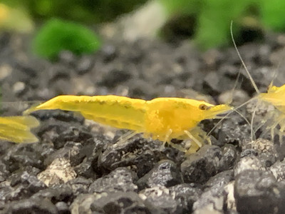 Yellow Sakura