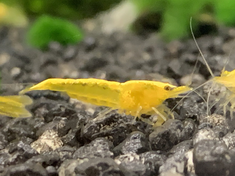 Yellow Sakura