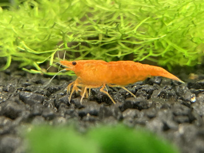 Orange Sakura