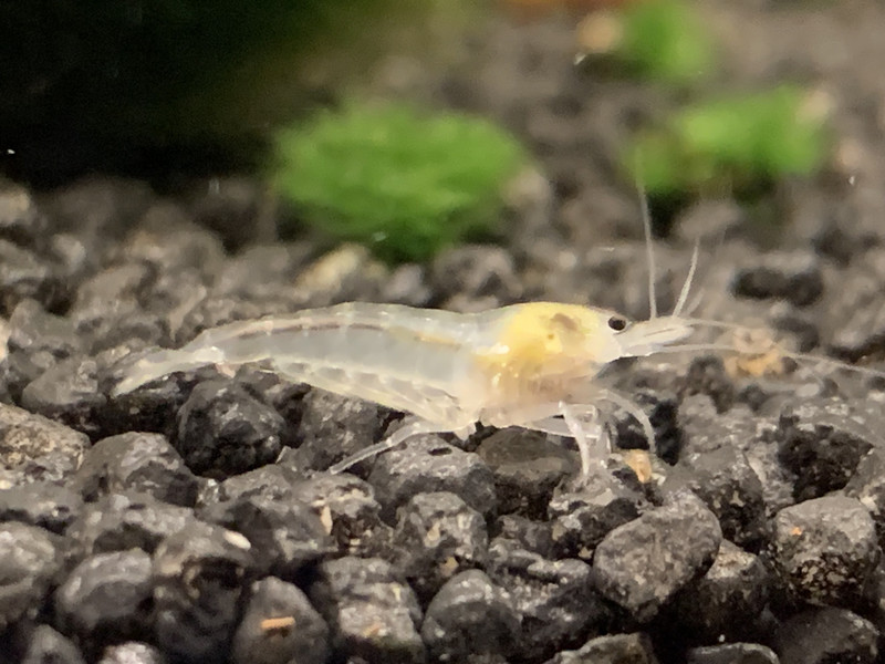 White Pearl