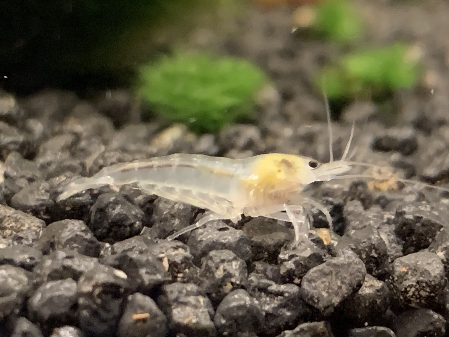 White Pearl