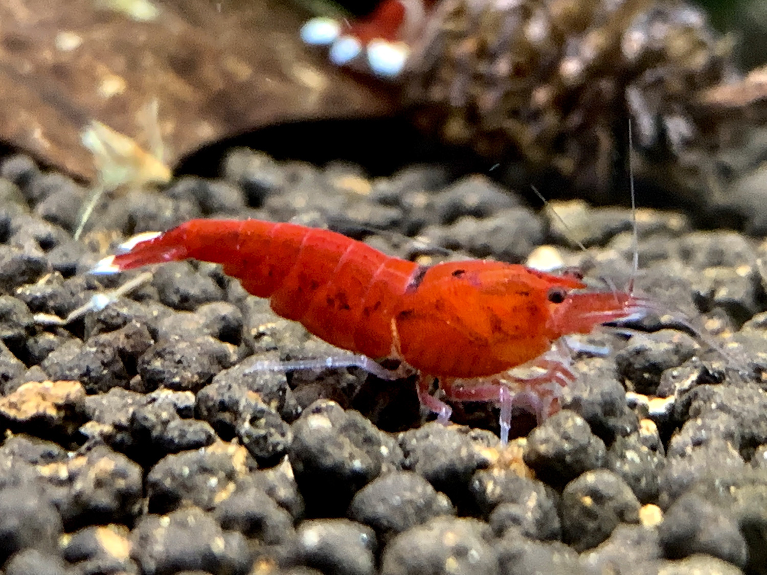 Red Ruby - Extreme