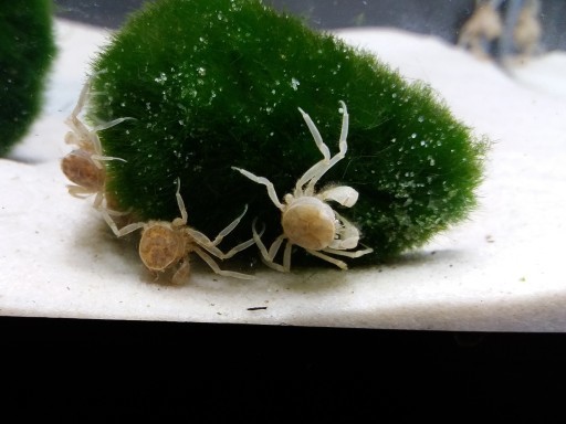 Micro Spindelkrabba - Akvatisk