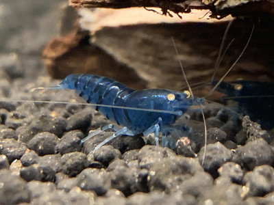 Orange Eye Blue Tiger - Dark