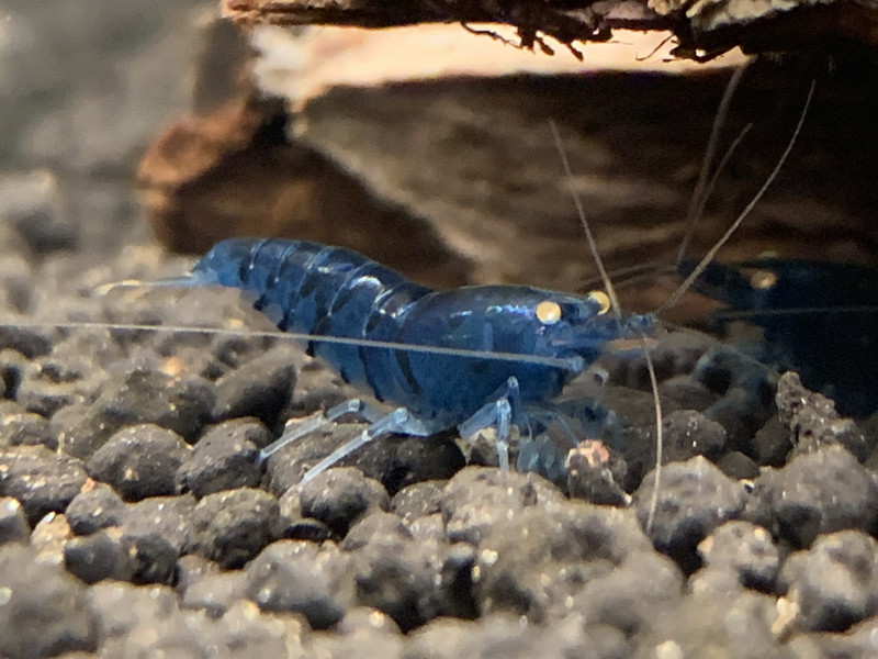 Orange Eye Blue Tiger - Dark