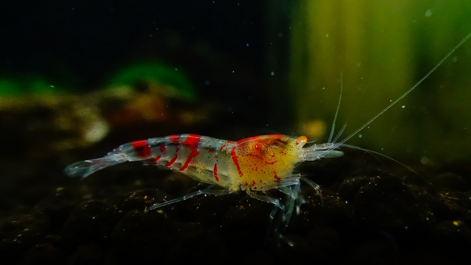 Orange Eye Red Tiger